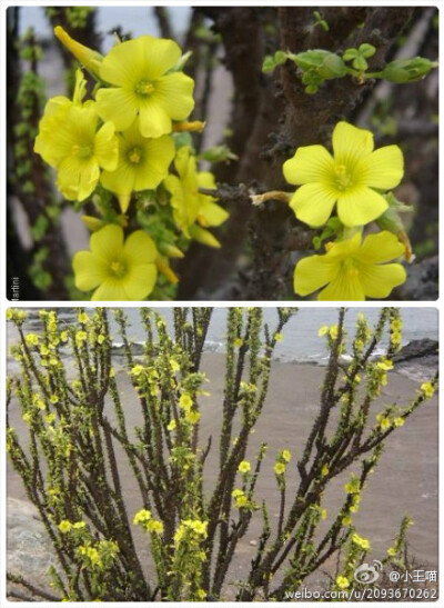  Oxalis gigantea 巨人酢，有叫灌木酢或叫树酢，酢浆草科。如果你认为酢浆草都是柔弱的小草，那你就错了，巨人酢是酢浆草属的小型灌木，能长到2米多高，开满黄色的小花。。。