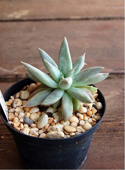 杜里万莲（Echeveria tolimanensis），景天科拟石莲花属，喜温暖、干燥和通风的环境，喜光，耐旱，耐寒、耐荫，适应力较强，不耐烈日暴晒，无明显休眠期。栽培要点：生长适温15-25度，冬季不低于5度；配土一般用泥炭+蛭石+珍珠岩各一份，并添加适量的骨粉，也可用腐叶土3份、河沙3份、园土1份、炉渣1份混合配制；生长期浇水干透浇透，空气干燥时可向植株周围洒水，但叶面，特别是叶丛中心不宜积水，否则会造成烂心；生长期施肥一般每20天左右一次；繁殖方式一般有分株、扦插和播种繁殖，生长较为缓慢。