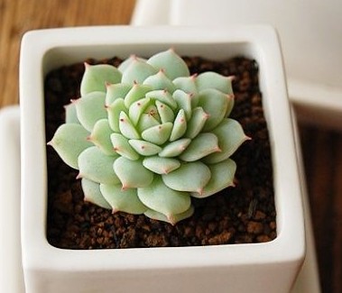 静夜（Echeveria derenbergii），景天科拟石莲花属，喜温暖、干燥和通风的环境，喜光，耐旱，耐寒、耐半荫，怕热，忌水湿，忌烈日暴晒，无明显休眠期。栽培要点：生长适温15-25度，冬季不低于5度；配土一般用泥炭+蛭石+珍珠岩各一份，并添加适量的骨粉，也可用腐叶土3份、河沙3份、园土1份、炉渣1份混合配制；生长期浇水干透浇透，空气干燥时可向植株周围洒水，但叶面，特别是叶丛中心不宜积水，否则会造成烂心，夏季要适度遮阴，通风及节水；生长期施肥一般每20天左右一次；繁殖方式一般有分株、扦插和播种繁殖。