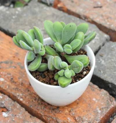 若歌诗（Crassula Rogersii），景天科青锁龙属，喜温暖干燥和阳光充足的环境，怕低温和霜雪，耐半阴，无明显休眠期。栽培要点：生长适温15-25度，冬季不低于5度；配土一般可用泥炭、蛭石和珍珠岩的混合土，也可用泥…