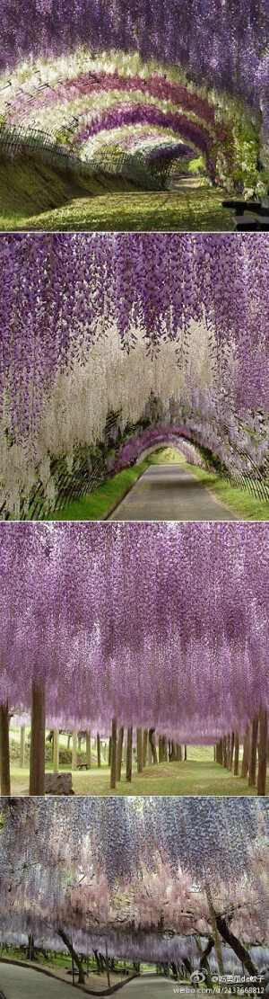 紫藤隧道，位于日本北九州Kawachi Fuji Garden,,,梦幻啊!!!!