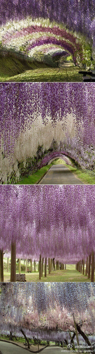 紫藤隧道，位于日本北九州Kawachi Fuji Garden,,,梦幻啊!!!!