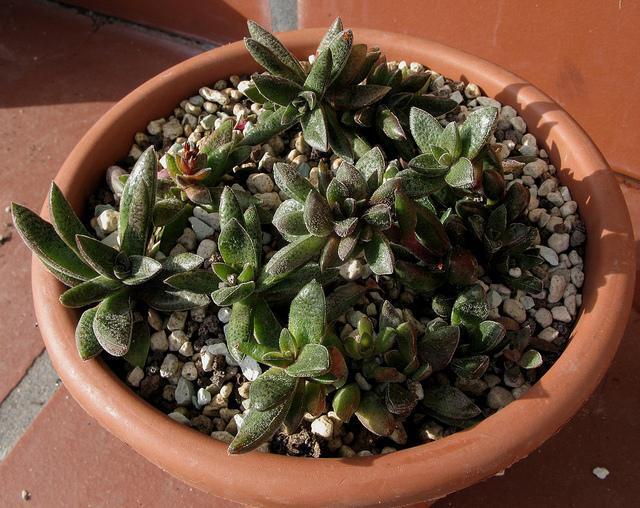 筑波根（Crassula schmidtii），景天科青锁龙属，喜温暖干燥和阳光充足的环境，怕低温和霜雪，耐半阴，无明显休眠期。栽培要点：生长适温15-25度，冬季不低于5度；配土一般可用泥炭、蛭石和珍珠岩的混合土，也可用泥炭和粗沙的混合土；生长期浇水一般干透浇透，夏季高温适度遮阴，通风并控制浇水，冬季保持盆土干燥；生长期施肥一般每月一次；繁殖方式主要用扦插繁殖，全年均能进行，以春、秋季生根快，成活率高，选取较整齐的枝叶，插于沙盆中，插后约20-25天生根，根长2-3厘米时即可上盆。