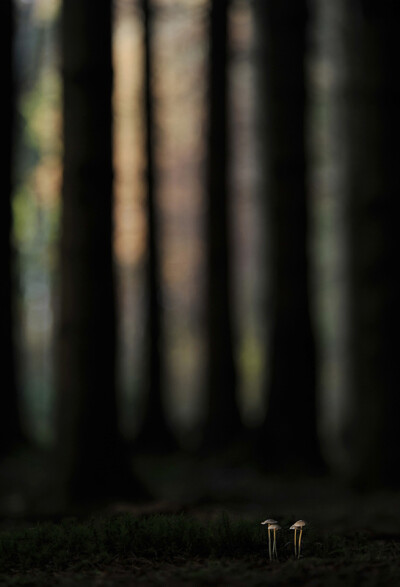 2012年度国际园林摄影师 “树木与森林”类，Forest Dwellers，摄影：Kerekes István