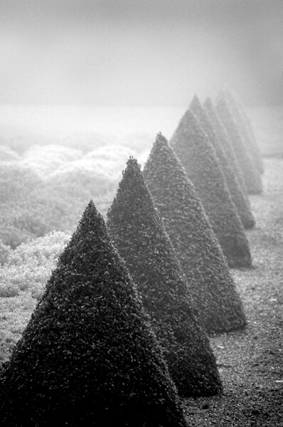 2012年度国际园林摄影师 Pointed Topiary in Winter，摄影：Jeff Eden