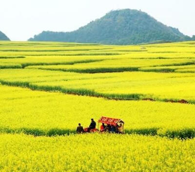  二月三月去罗平看油菜花.