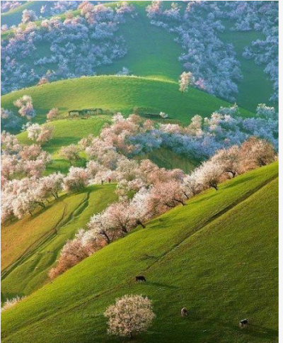 新疆新源县吐尔根乡的天然野生杏花沟，美到不行~~~