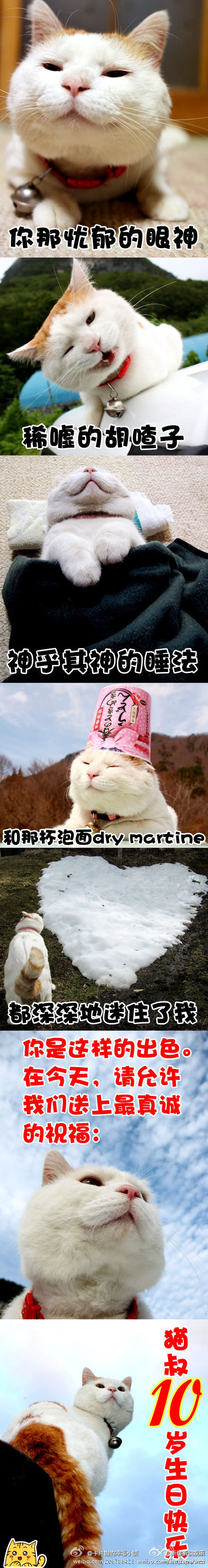 今天是大萌神猫叔10岁的生日