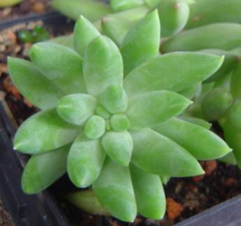 千佛手（Sedum sediforme），又名菊丸、王玉珠帘，景天科景天属，无明显休眠期，栽培要点：生长适温一般为18-25度，冬季不低于5度；水分，依照干透浇透的原则就行（非常耐旱，尽量少浇水）；土壤，用多用专用最方便，自己配的话我用的泥炭（草炭）+砾石+珍珠岩；光照，喜光，可以全日照，夏季通常遮些荫；施肥一般在生长季一月一次，薄肥勤施，可随浇水施入。繁殖方式有种子繁殖、叶插繁殖、分株繁殖，叶插繁殖一般在生长季将植株下部成熟的叶子轻轻掰下平放在潮土上即可，一般2周左右生根，生根后保持土壤潮润即可；种子繁殖可在生长季（以秋季为佳，春季其次）播种，播种温度一般掌握在18-23度，播种用土可用泥炭