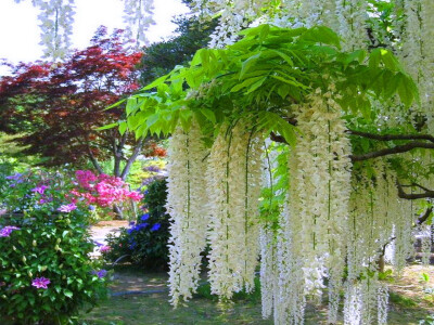 ‘雪白’多花紫藤（Wisteria floribunda 'Alba'），也称日本紫藤，蝶形花科紫藤属。属名以18世纪美国解剖学教授卡斯珀·威斯塔（Caspar Wistar)