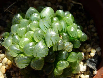 玉露(Haworthia obtusa var.pilifera)，百合科十二卷属，喜凉爽的半荫环境及喜欢有一定空气湿度的环境，耐干旱，不耐寒，忌高温潮湿和烈日暴晒，怕荫蔽，也怕土壤积水；无明显休眠期。栽培要点：生长适温：18-25度，…