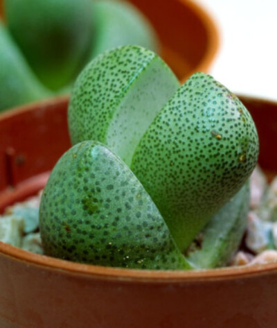 帝玉（Pleiospilos nelii），又名对叶花，番杏科对叶花属，喜温暖、干燥和阳光充足环境，不耐寒，耐干旱和半阴，忌水湿和强光暴晒，夏季高温半休眠。栽培要点：生长适温18-24度，冬季温度不低于10度；配土一般用腐叶…