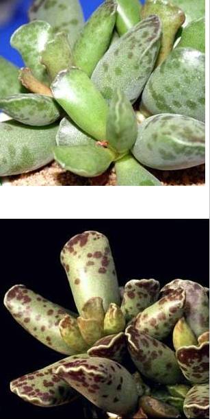 库珀天锦章（Adromischus cooperi ），又名锦铃殿，景天科天锦章属，喜阳光充足和凉爽、干燥的环境，无明显休眠期。栽培要点：生长适温15-25度，冬季不低于7度；配土一般可用腐叶土、蛭石、粗砂或珍珠岩的混合土，加少量草木灰和骨粉；生长期浇水干透浇透；生长期施肥一般每20天左右一次；库珀天锦章的繁殖可用叶片进行扦插，除夏季高温外，10度以上均可进行,选取健壮、充实的叶片，晾1～2天后,平放在土壤上,不久就会生根、发芽,但不宜过早移栽。