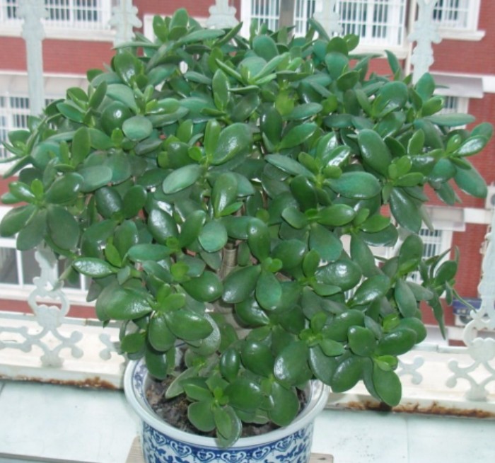 景天树（Crassula arborescens Willd），又名燕子掌、玉树、八宝，景天科青锁龙属，喜温暖干燥和阳光充足环境，不耐寒，耐干旱，怕积水，忌强光，稍耐阴，夏季高温休眠，冬季半休眠。栽培要点：生长适温22-27度，冬季不低于7度；配土一般可用肥沃园土和粗沙的混合土，加少量骨粉；生长期浇水不宜多，一般干透浇透，夏季高温干燥时向叶面喷雾，增加空气湿度，冬季盆土保持干燥；生长期施肥一般每月一次；常用扦插繁殖，在生长季节剪取肥厚充实的顶端枝条，长8-10厘米，稍晾干后插入沙床，插后约3周生根，也可用单叶扦插，切叶后待晾干，再插入沙床，插后约4周生根，根长2-3厘米时上盆。