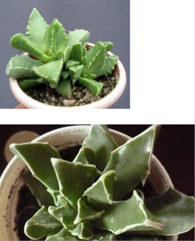 银边四海波（Faucaria tigrina ），番杏科肉黄菊属，喜温暖、干燥和阳光充足的环境，不耐寒，忌水湿和酷暑，夏季休眠。栽培要点：生长适温15-25度，冬季不低于10度；配土一般可用泥炭、蛭石和珍珠岩的混合土；生长期…