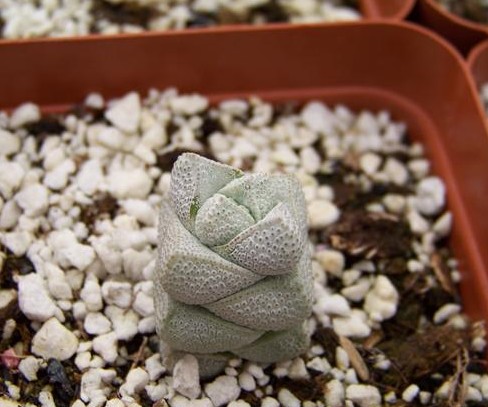 、稚儿姿（Crassula deceptrix），景天科青锁龙属，喜凉爽干燥和阳光充足的环境，耐干旱和半阴，怕积水，既怕酷热也不耐寒，夏季高温休眠。栽培要点：生长适温15-25度，冬季不低于10度；配土一般可用泥炭、蛭石和珍珠岩的混合土；生长期浇水干透浇透，夏季休眠期控制浇水，保持通风，避免烈日暴晒；生长期施肥一般每月一次；繁殖方式主要有扦插和播种。