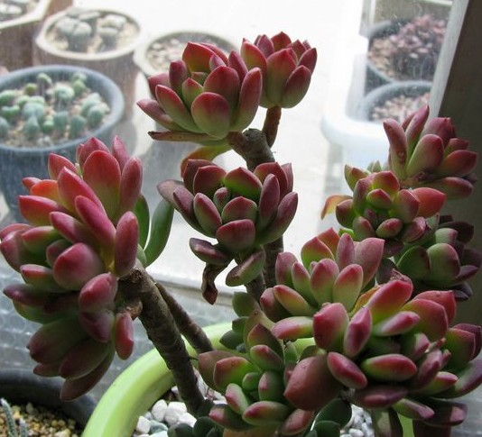 红稚莲（Echeveria macdougallii），景天科石莲花属，喜温暖、干燥和通风的环境，喜光，耐旱，耐寒、耐荫，不耐烈日暴晒，无明显休眠期。栽培要点：生长适温15-25度，冬季不低于5度；配土一般用泥炭+蛭石+珍珠岩各一份，并添加适量的骨粉，也可用腐叶土3份、河沙3份、园土1份、炉渣1份混合配制；生长期浇水干透浇透，空气干燥时可向植株周围洒水；生长期施肥一般每20天左右一次；繁殖方式主要有扦插和播种。