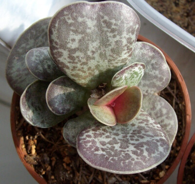 御所锦（Adromischus maculatus），又名褐斑天锦章，景天科天锦章属，喜阳光充足和凉爽、干燥的环境，无明显休眠期。栽培要点：生长适温15-25度，冬季不低于7度；配土一般可用腐叶土、蛭石、粗砂或珍珠岩的混合土，…