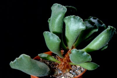 神想曲（Adromischus poellnitzianus ），景天科天锦章属，喜阳光充足和凉爽、干燥的环境，无明显休眠期。栽培要点：生长适温15-25度，冬季不低于7度；配土一般可用腐叶土、蛭石、粗砂或珍珠岩的混合土，加少量草木…