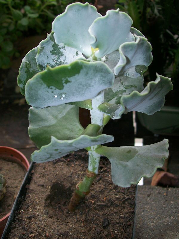 银波锦（Cotyledon undulata），又名银冠，景天科银波锦属，喜温暖干燥和阳光充足环境，夏季高温休眠。栽培要点：生长适温15-25度，冬季不低于5度；配土一般可用泥炭、蛭石和珍珠岩的混合土；生长期浇水干透浇透，夏季休眠期要通风降温、节制浇水，盛夏时尤其不能浇水，冬季保持盆土稍干燥；生长期施肥一般每月一次；繁殖方式主要用扦插繁殖，在生长期选取茎节短、叶片肥厚的插穗，长5厘米至7厘米，以顶端茎节最好，剪口稍干燥后再插入沙床，插后约20天至25天生根，30天即可盆栽，也可用单叶扦插，将肥厚充实的叶片平放在沙盆上，用力把叶片茎部紧压一下即行。约25天至30天可生根，并逐渐长出小植株。