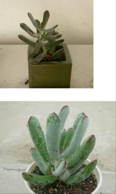 丁氏轮回（Cotyledon orbiculatavar.oophylla(dinteri)），又名福娘，景天科银波锦属，喜温暖干燥和阳光充足环境，夏季高温休眠。栽培要点：生长适温15-25度，冬季不低于5度；配土一般可用泥炭、蛭石和珍珠岩的混合…