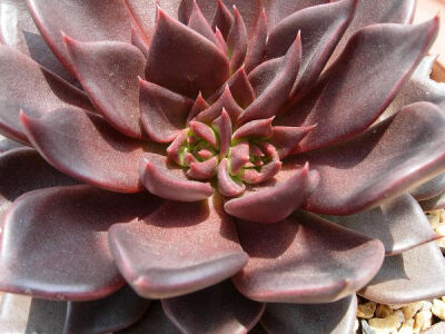 黑王子（Echeveria 'Black Prince'），景天科石莲花属，喜温暖、干燥和阳光充足的环境，耐干旱，不耐寒，稍耐半阴，夏季高温休眠。栽培要点：生长适温15-25度，冬季不低于5度；配土一般可用泥炭、蛭石和珍珠岩的混合…