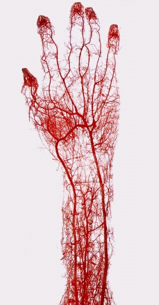 毛细血管分布图图片