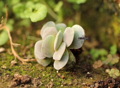 Crassula Morgan Beauty吕千惠