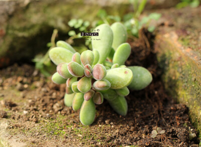 Crassula rogersii 若歌诗~