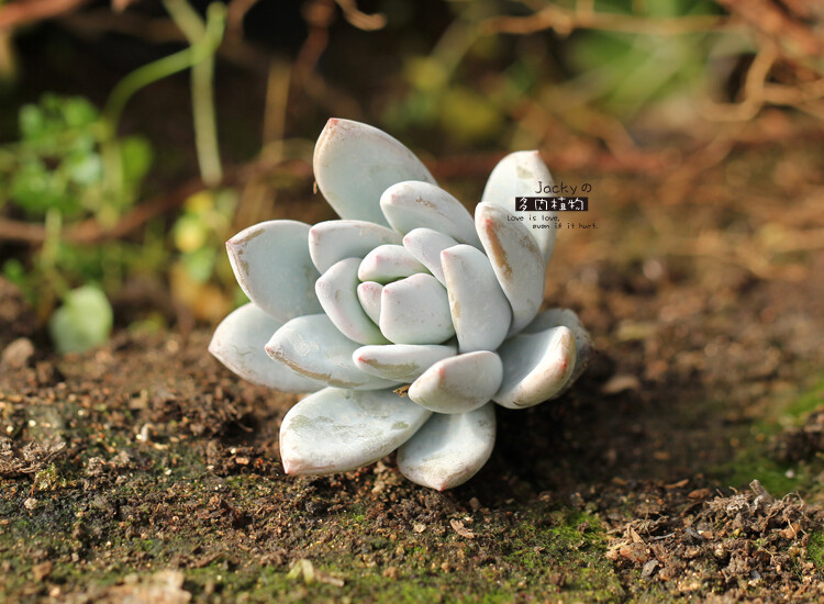 Echeveria sp. SIMONOASA霜之朝~