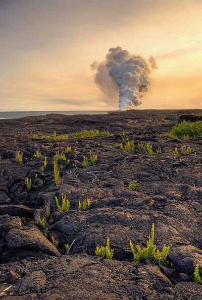 『风景』 获奖摄影师：Steve Nicholls 获奖作品：“Lava Ferns”，熔岩缝隙中的蕨类植物。