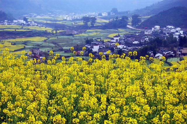 婺源油菜花。三月、四月为啥赏花期。