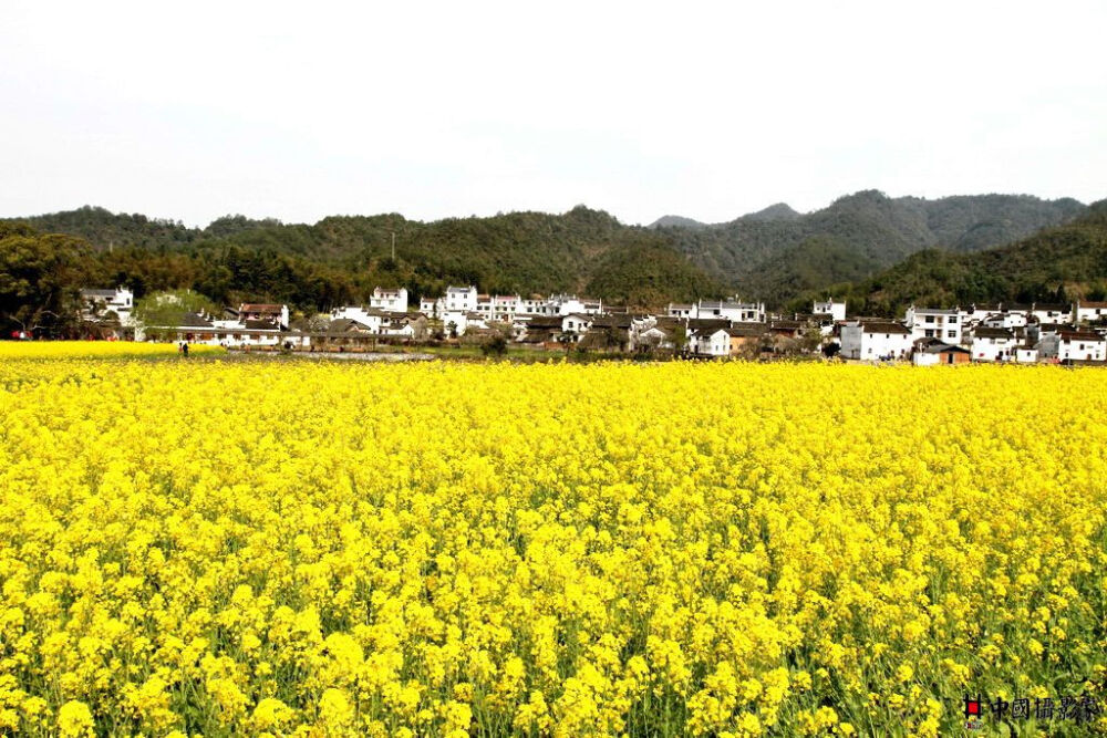 婺源油菜花。三月四月为赏花期。