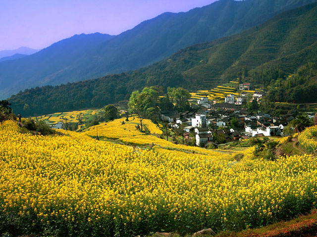 婺源油菜花，三月、四月为赏花期。