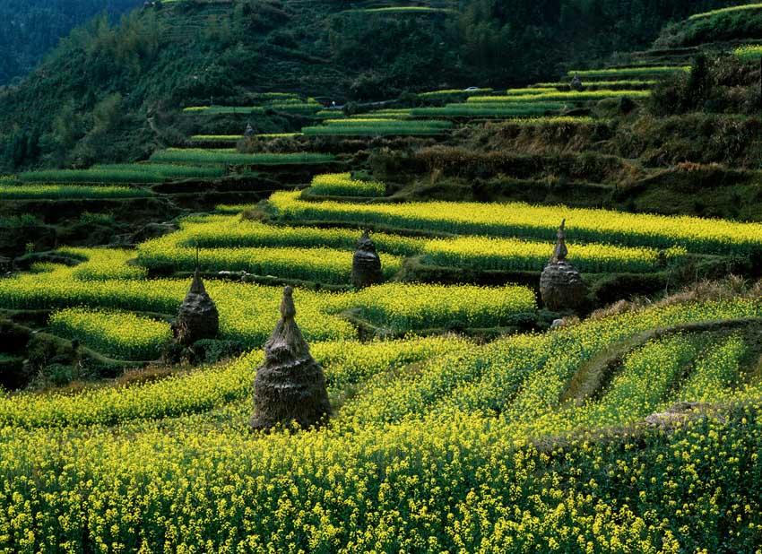 婺源油菜花。三月四月为赏花期。