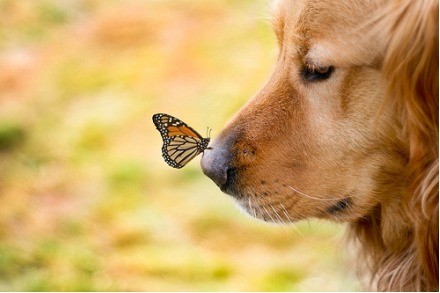 瞬间 | 蝴蝶和金毛犬的一刻