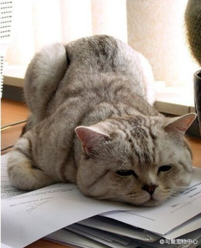 看文件看得好累，休息会儿~