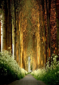 Church of Trees-Belgium