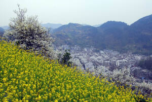 观赏地点：中国湖南湘西凤凰   观赏时间：每年2月下旬到4月