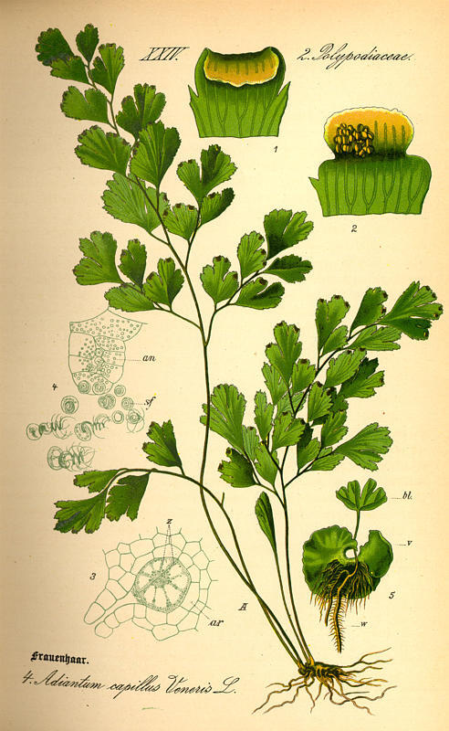 Otto Wilhelm Thomé（1840-1925）是德国的植物学家和植物艺术家，他最为杰出的工作就是《德国、奥地利和瑞士植物图志》。这是一本适于学校和家庭使用的彩绘植物图志，1885年首次印刷，包含700幅彩色手绘图，涉及697种。该书在1903年由Walter Migula补充后再版。书中的插图非常精美，每幅图均给出了所绘植物的拉丁学名和所隶属的科名，差不多每张图除了植物外形图外，都配有花、果的解剖图，这对于我们植物分类学工作者，尤其是对植物学爱好者或高校教师来说具有重要的参考价值。