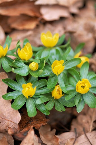 Eranthis hyemalis 冬菟葵