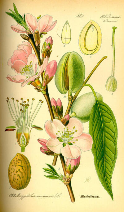 Otto Wilhelm Thomé（1840-1925）是德国的植物学家和植物艺术家，他最为杰出的工作就是《德国、奥地利和瑞士植物图志》。这是一本适于学校和家庭使用的彩绘植物图志，1885年首次印刷，包含700幅彩色手绘图，涉及697…