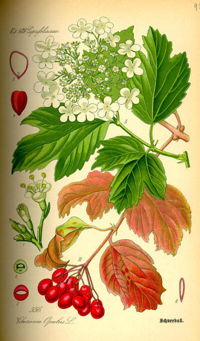 Otto Wilhelm Thomé（1840-1925）是德国的植物学家和植物艺术家，他最为杰出的工作就是《德国、奥地利和瑞士植物图志》。这是一本适于学校和家庭使用的彩绘植物图志，1885年首次印刷，包含700幅彩色手绘图，涉及697…