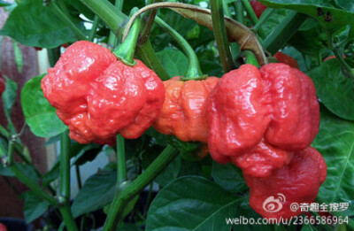 【世界最辣辣椒】这辣椒名为“The Trinidad Moruga Scorpion”，号称世界上最辣的辣椒。来自美国新墨西哥州大学一项研究发现，此辣椒平均辣度超过120万单位，有些果实甚至达到200万单位。该辣椒特别之处在于咬进口时…