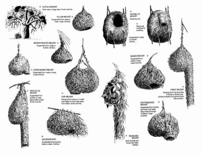 weaver’s nests