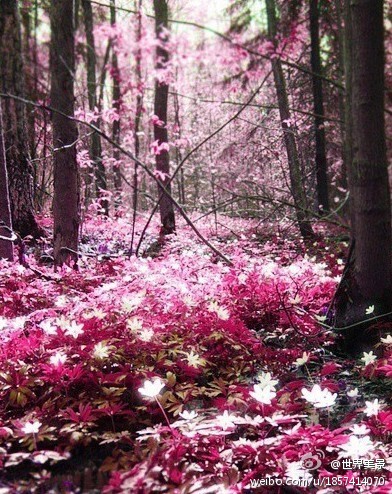  魔法般的森林——埃斯波，芬兰