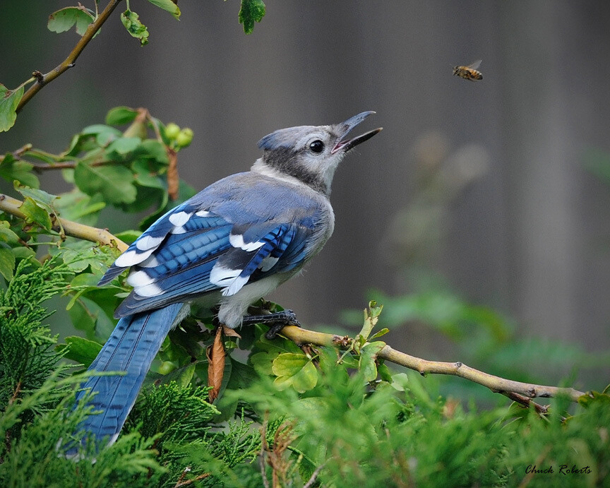 蓝松鸦，英文名Blue Jay ，学名Cyanocitta cristata，别名冠蓝鸦、蓝樫鸟、北美蓝鸟等。生活于北美地区，常见于落叶森林，有时也发现在住宅区，是美国一些州的州鸟