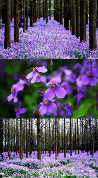 南京花季——这片紫色梦幻花海，不在普罗旺斯，而在南京理工大学，那些结伴成长的花朵，不是盛名的薰衣草，而是低调的二月兰。水杉下，盛开在，每个和风轻拂的春天里。