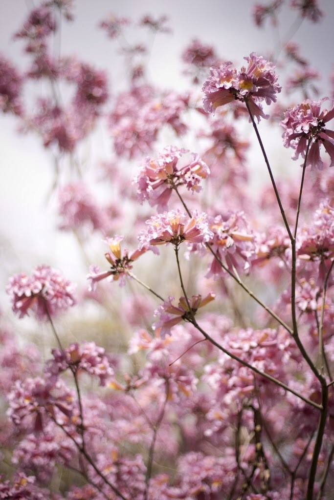 繁花