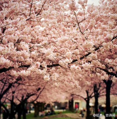 “桃花坞里桃花庵，桃花庵里桃花仙。桃花仙人种桃树，又摘桃花换酒钱。酒醒只在花前坐，酒醉还来花下眠。半醒半醉日复日，花落花开年复年。 但愿老死花酒间，不愿鞠躬车马前。"唐伯虎&lt;桃花庵歌&gt;。。。。。。。…